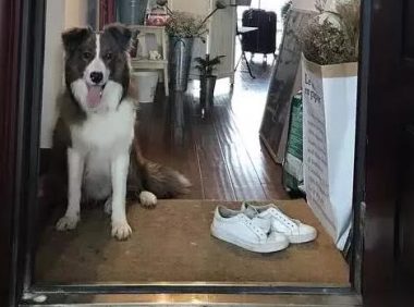 狗又不会说话,你怎么知道它爱你?