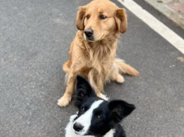 边牧因吃醋把路痴金毛骗出门，无数网友帮主人找狗