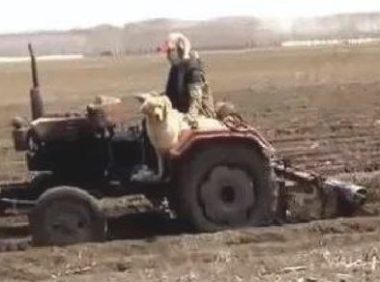 金毛妥妥坐着大拖拉机上，柴油发动机极大的噪音它也不害怕，狗：真酷帅！