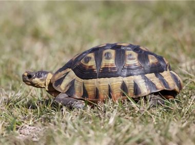 挺胸龟身份信息