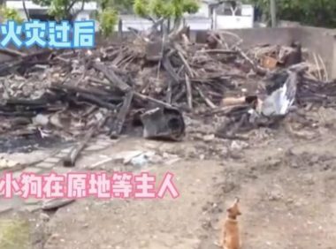 一场火灾让主人和狗狗分隔多日，狗狗不吃不喝等主人归来