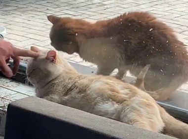 偷吃狗粮的流浪猫，卑微的眼神看着心疼，被救后连吃饭都小心翼翼