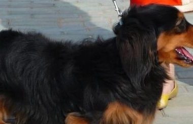 倒车轧死腊肠犬 未按规定养犬 狗主人也有责任