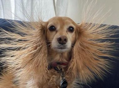狗狗用了羊毛毯子，第二天全身上下头发都竖起来了，变为狮子王了？