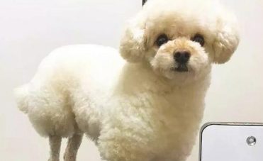 主人家给小狗剪了新造型,样子很讨人喜欢,网友:本来就是说一只小羊