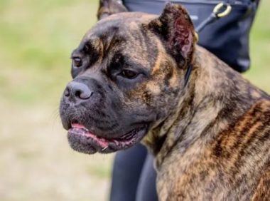 北京大型犬只管理政策:超过35厘米的狗狗如何合法办证