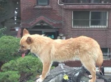 流浪犬立在楼顶围墙旁边，不许所有人挨近，掉下去时大家心都碎了