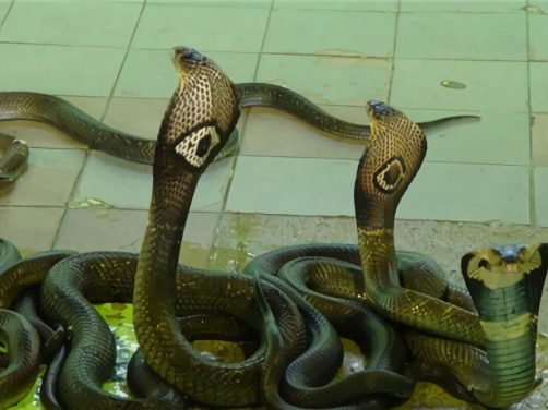 泰国眼镜蛇身份信息