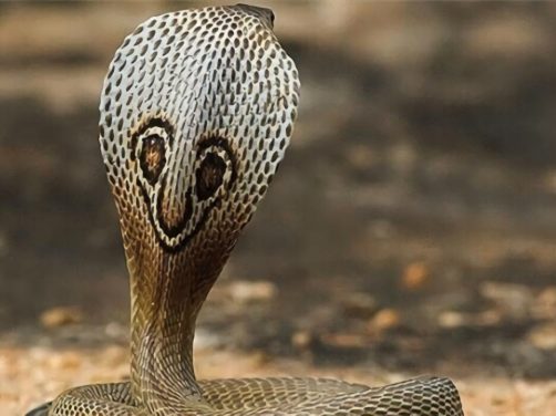 印度眼镜蛇身份信息