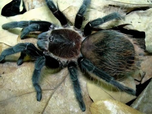 哥斯达黎加红尾身份信息