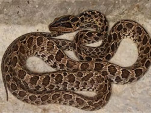 繁花林蛇身份信息