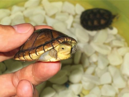 阿拉莫泥龟身份信息