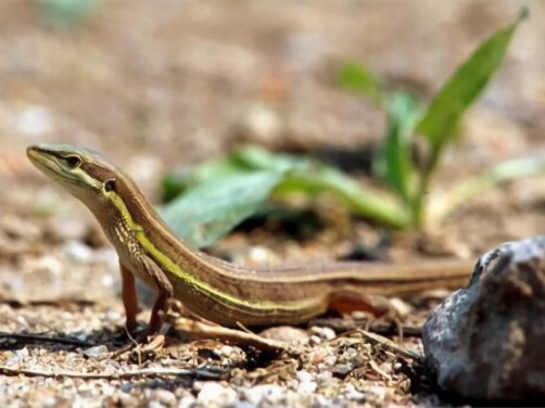 台湾草蜥身份信息