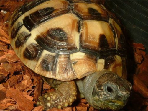 西部赫曼陆龟身份信息