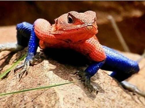 彩虹飞蜥身份信息