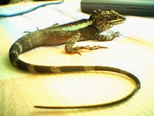 北草蜥身份信息