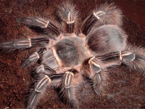 粉红斑马脚身份信息