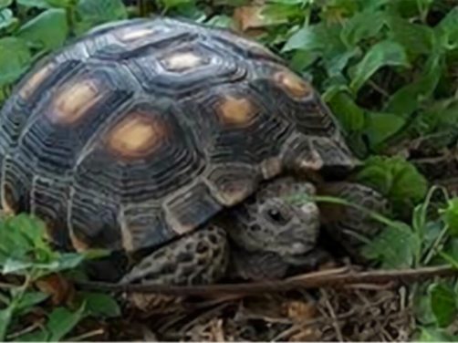 德州地鼠龟身份信息