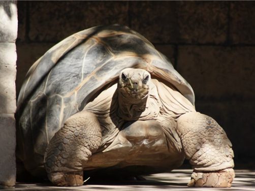 亚达伯拉象龟身份信息