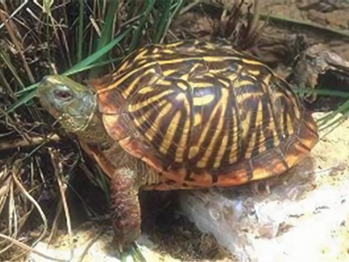 西部箱龟身份信息