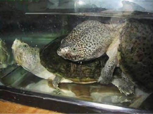 巨头麝香龟身份信息