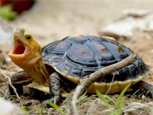 黄缘闭壳龟身份信息