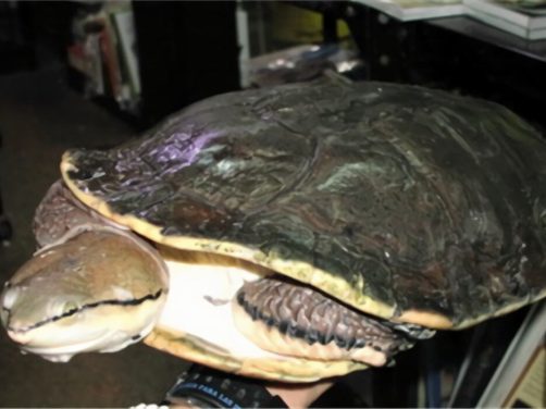 希氏蟾龟身份信息