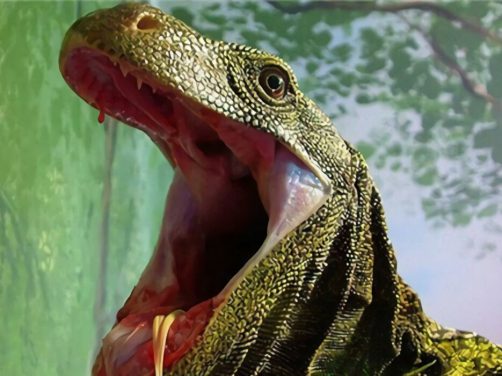 萨氏巨蜥身份信息