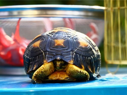 辐射陆龟身份信息