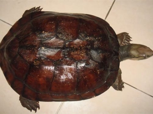 艾氏拟水龟身份信息