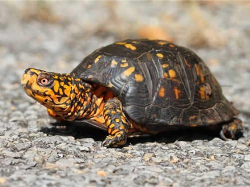 东部箱龟身份信息