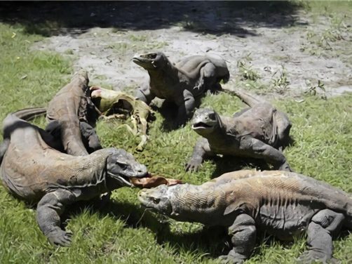 科莫多巨蜥身份信息