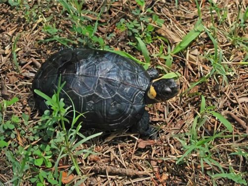 牟氏水龟身份信息