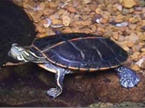 红纹锦龟身份信息