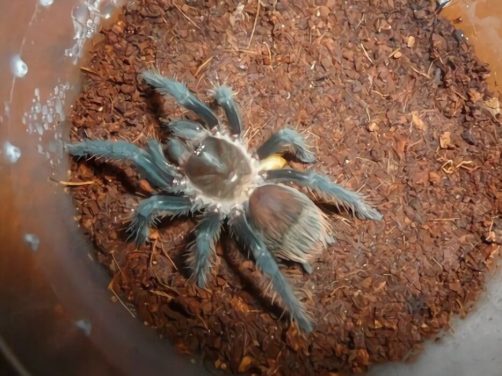 危地马拉红尾身份信息