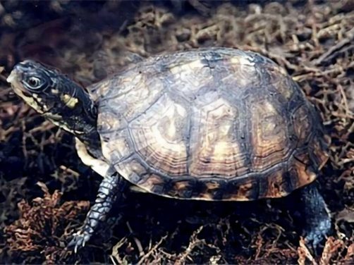 沼泽箱龟身份信息