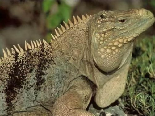 古巴鬣蜥身份信息