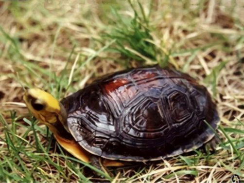 金头闭壳龟身份信息