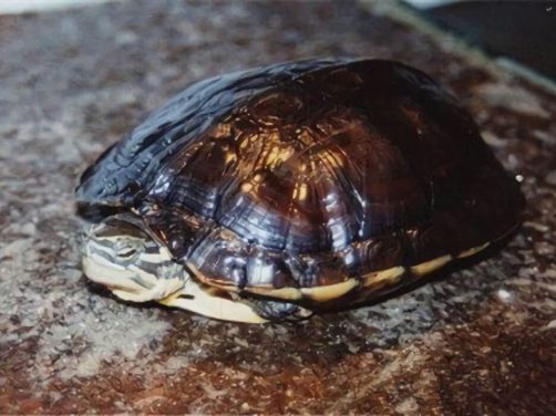 腊戌拟水龟身份信息