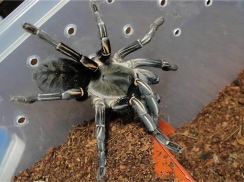 泰国斑马脚身份信息