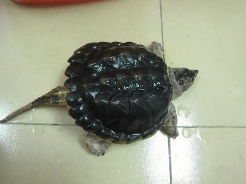 北美拟鳄龟身份信息