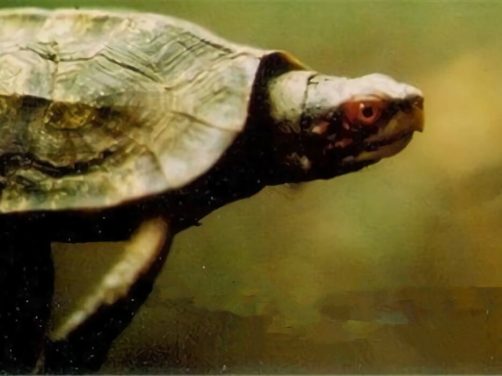 蔗林龟身份信息