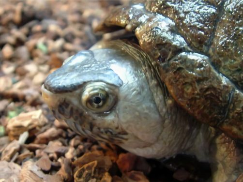 亚马逊泥龟身份信息