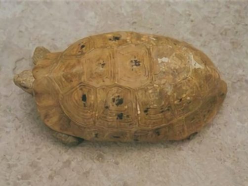 印度陆龟身份信息