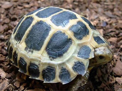 特拉凡柯陆龟身份信息