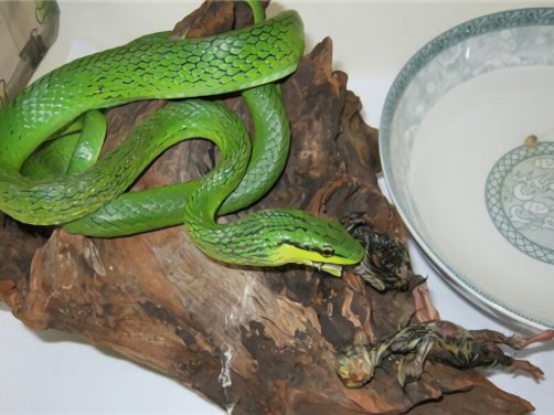 绿锦蛇身份信息