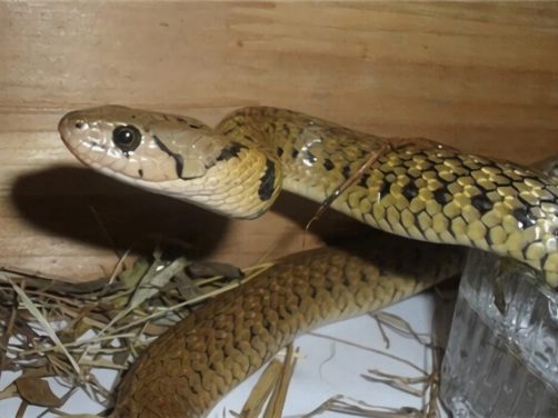 渔游蛇身份信息