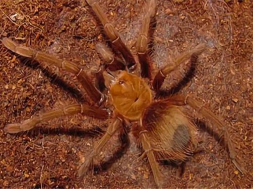 委内瑞拉粉红脚捕鸟蛛身份信息