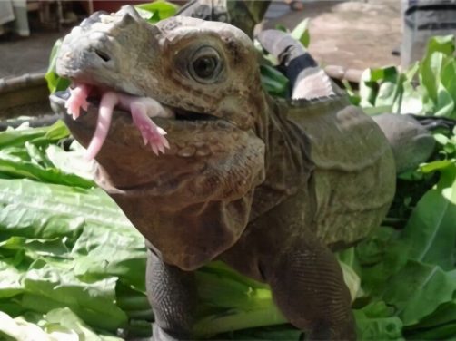 犀牛鬣蜥身份信息