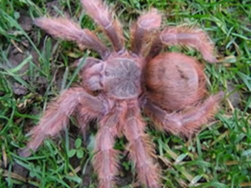 巴西巨人金毛身份信息